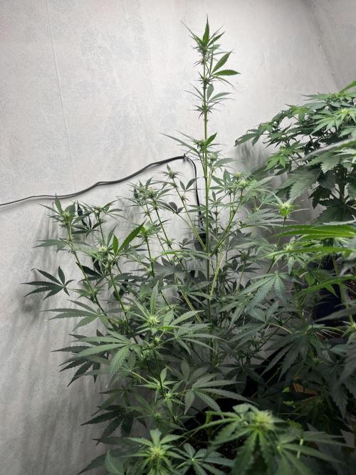 5 Autos 15L | Spider Farmer  SE3000. Week 6 - Blueberry
