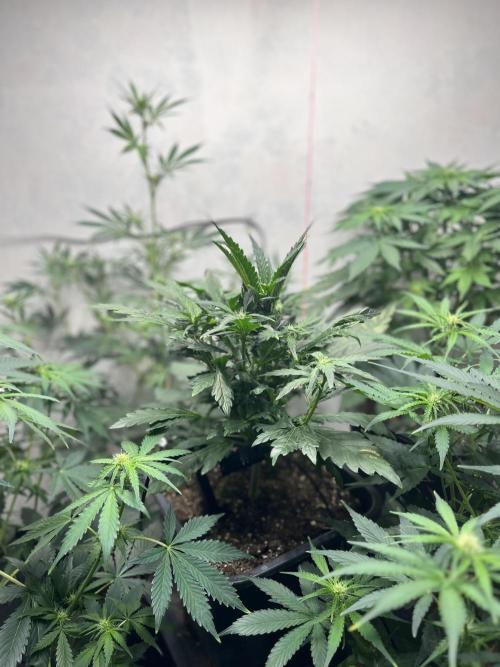5 Autos 15L | Spider Farmer  SE3000. Week 6 - Purple Punch 