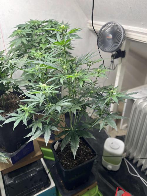 5 Autos 15L | Spider Farmer  SE3000. Week 6 - Hyperion