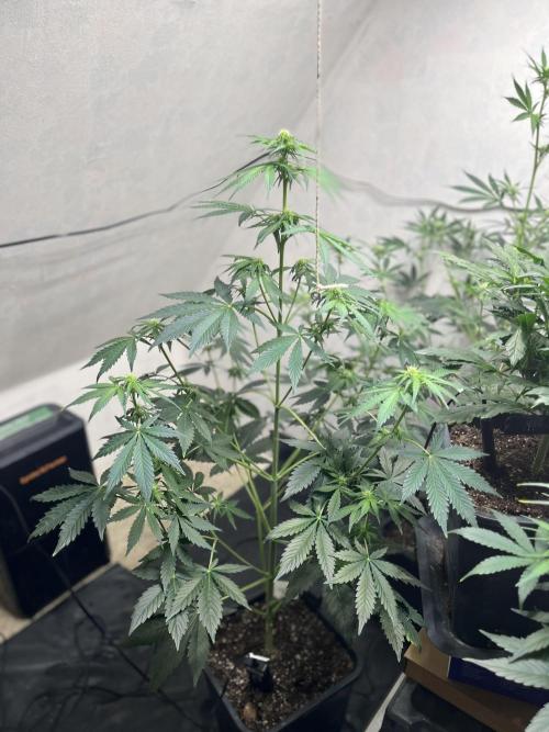 5 Autos 15L | Spider Farmer  SE3000. Week 6 - GMO Cookies 