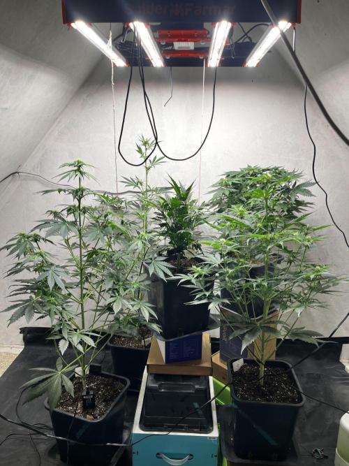 5 Autos 15L | Spider Farmer  SE3000. Week 6
