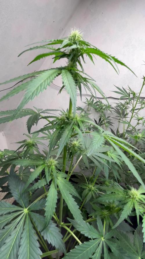 5 Autos 15L | Spider Farmer  SE3000