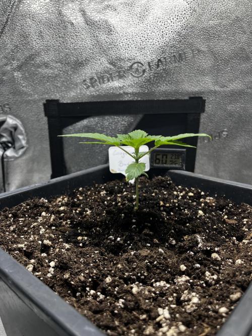Laughing Buddha | SF1000D | solo run. Week 2