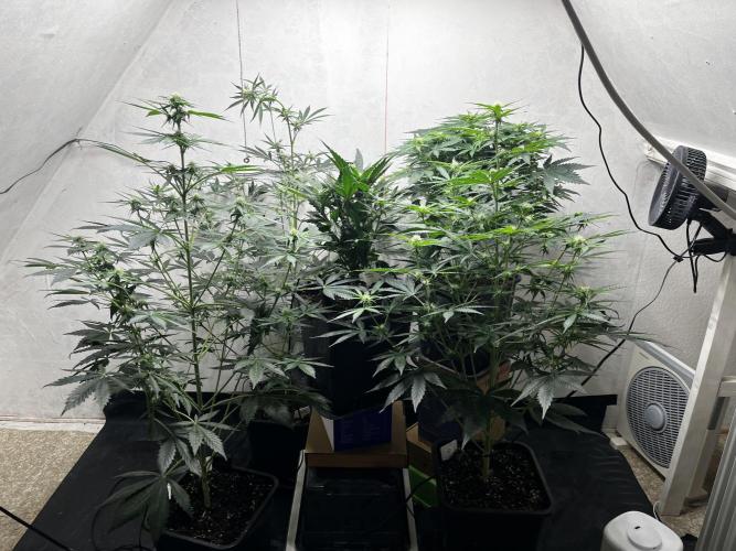 5 Autos 15L | Spider Farmer  SE3000. Week 6