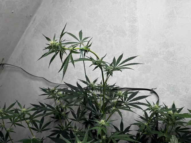 5 Autos 15L | Spider Farmer  SE3000. Week 6
