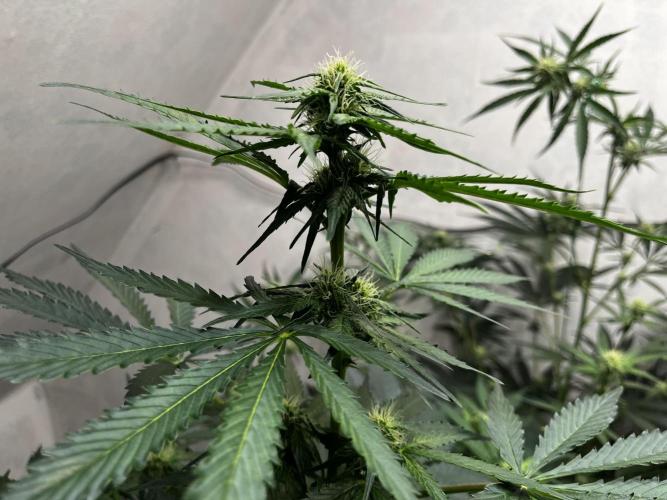 5 Autos 15L | Spider Farmer  SE3000. Week 6