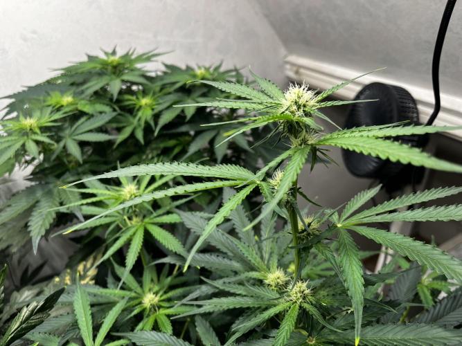 5 Autos 15L | Spider Farmer  SE3000. Week 6