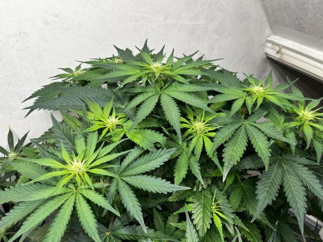 5 Autos 15L | Spider Farmer  SE3000. Week 6