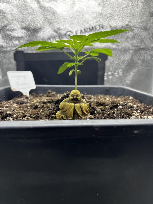 Laughing Buddha | SF1000D | solo run. Week 3
