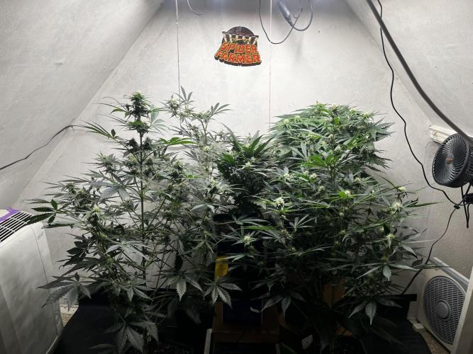 5 Autos 15L | Spider Farmer  SE3000. Week 7