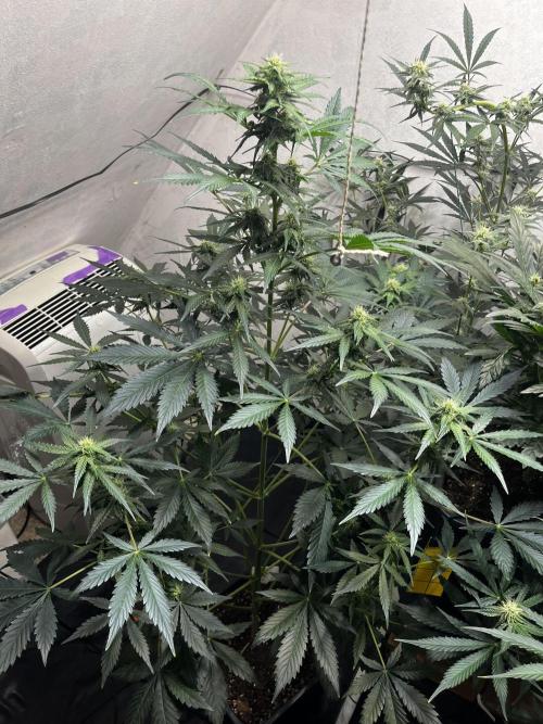 5 Autos 15L | Spider Farmer  SE3000. Week 7