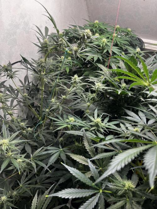 5 Autos 15L | Spider Farmer  SE3000. Week 7