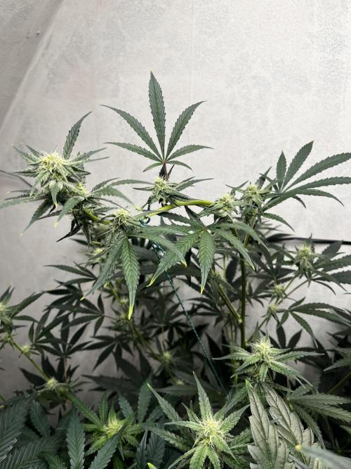 5 Autos 15L | Spider Farmer  SE3000. Week 7