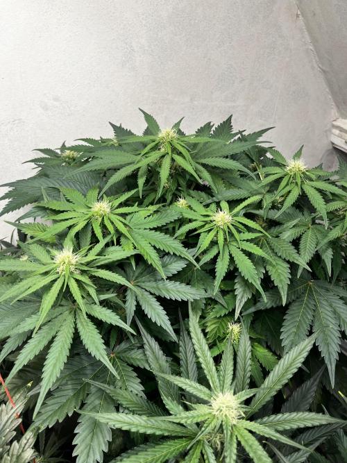 5 Autos 15L | Spider Farmer  SE3000. Week 7