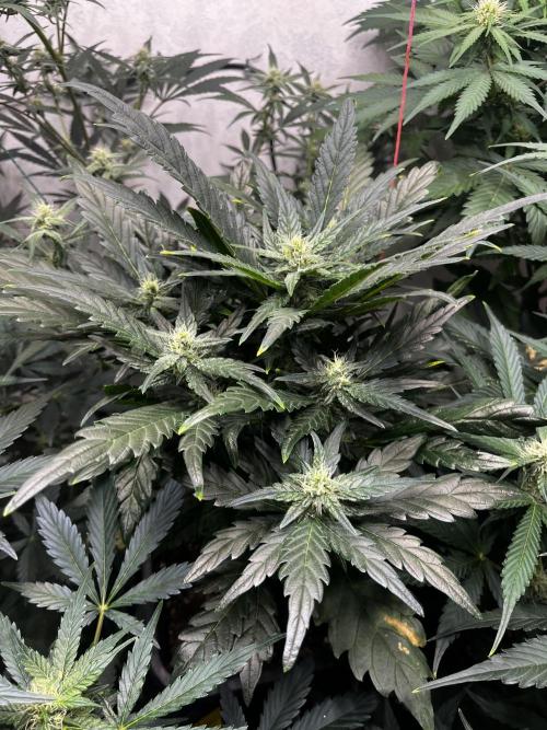 5 Autos 15L | Spider Farmer  SE3000. Week 7
