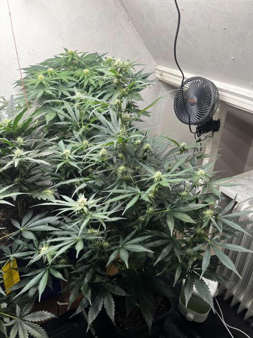 5 Autos 15L | Spider Farmer  SE3000. Week 7