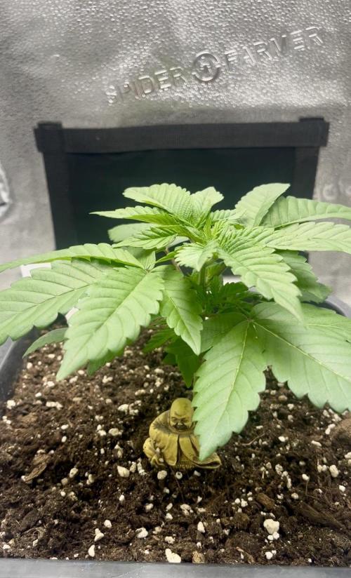 Laughing Buddha | SF1000D | solo run. Week 4
