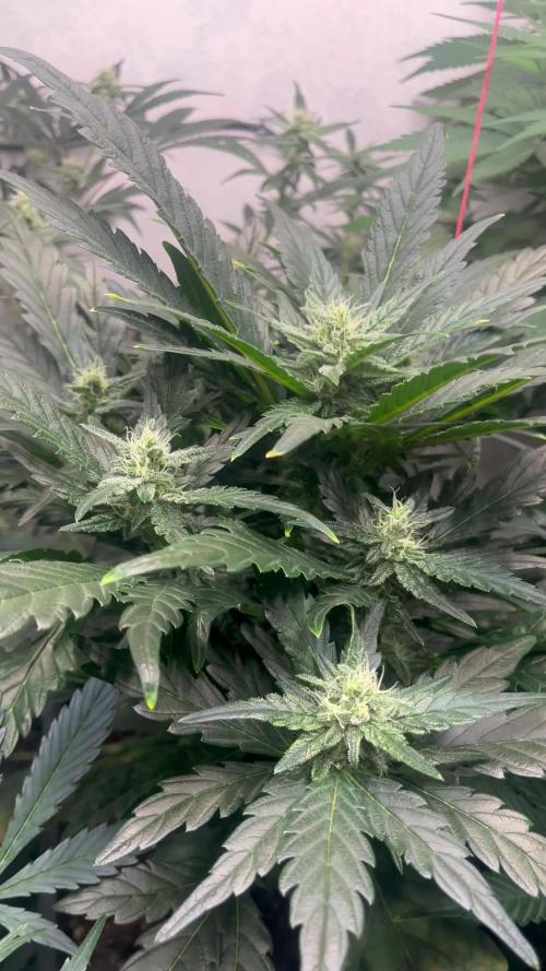 5 Autos 15L | Spider Farmer  SE3000