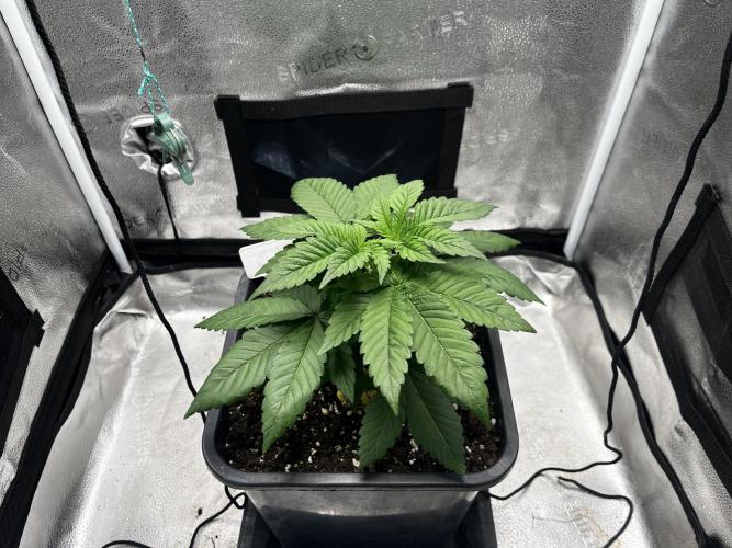 Laughing Buddha | SF1000D | solo run. Week 4