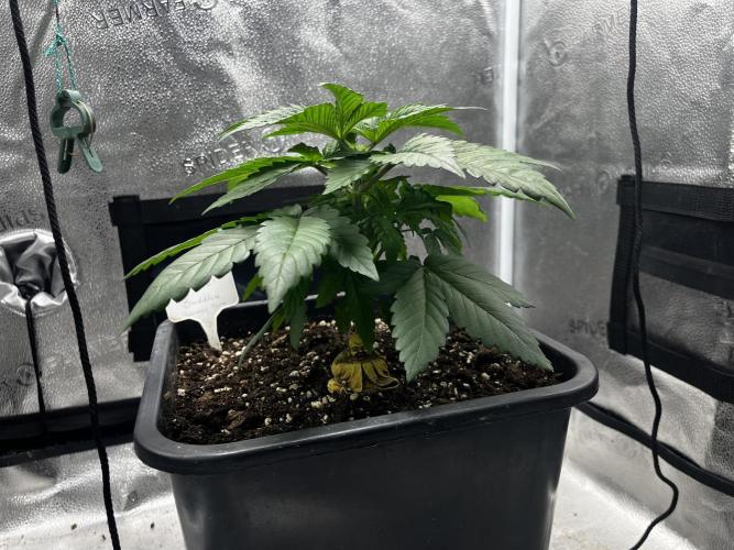 Laughing Buddha | SF1000D | solo run. Week 4