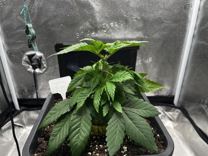 Laughing Buddha | SF1000D | solo run. Week 4