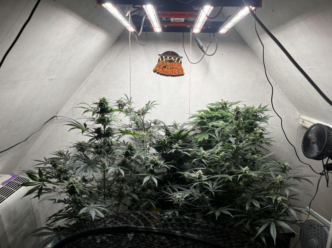 5 Autos 15L | Spider Farmer  SE3000. Week 7