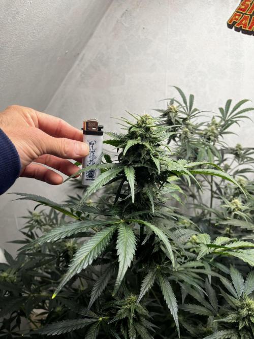 5 Autos 15L | Spider Farmer  SE3000. Week 7
