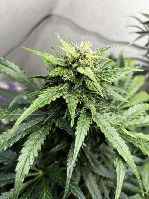 5 Autos 15L | Spider Farmer  SE3000. Week 7