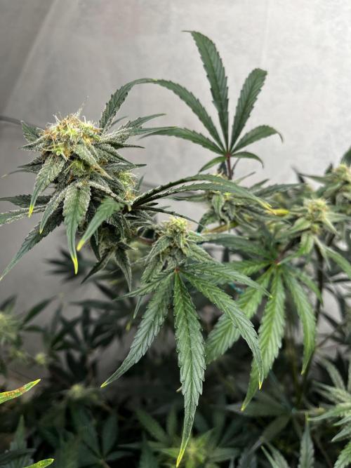 5 Autos 15L | Spider Farmer  SE3000. Week 7