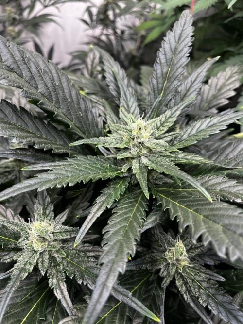 5 Autos 15L | Spider Farmer  SE3000. Week 7