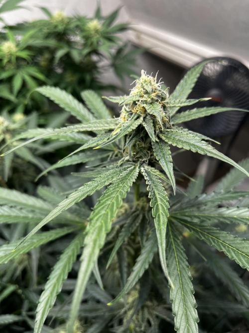 5 Autos 15L | Spider Farmer  SE3000. Week 7