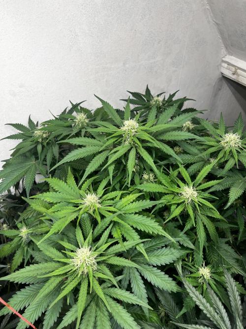 5 Autos 15L | Spider Farmer  SE3000. Week 7