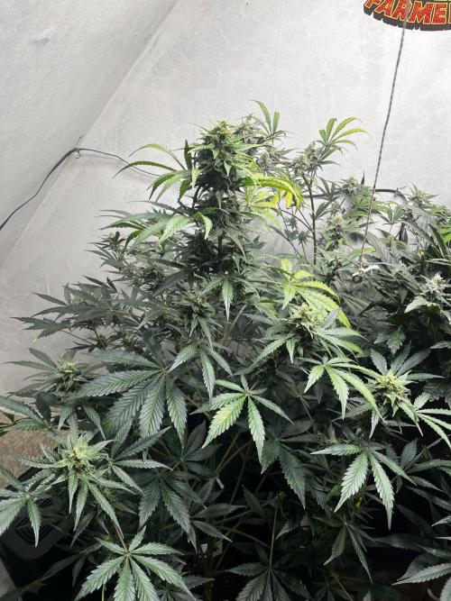 5 Autos 15L | Spider Farmer  SE3000. Week 8