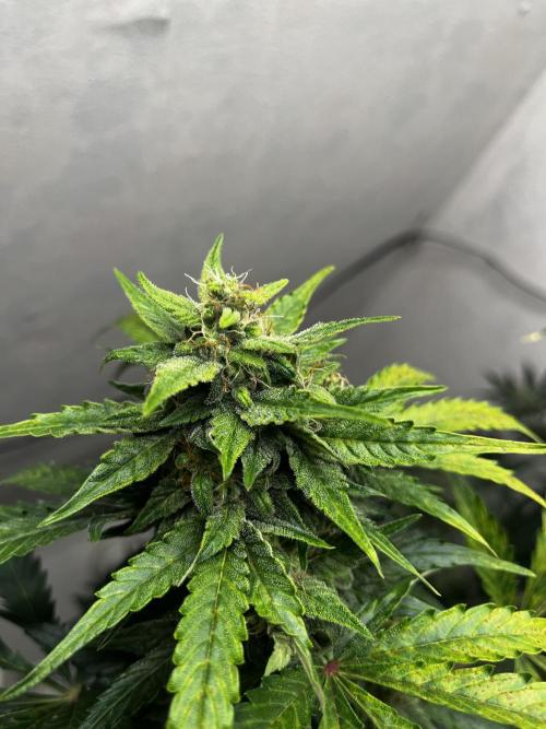 5 Autos 15L | Spider Farmer  SE3000. Week 8