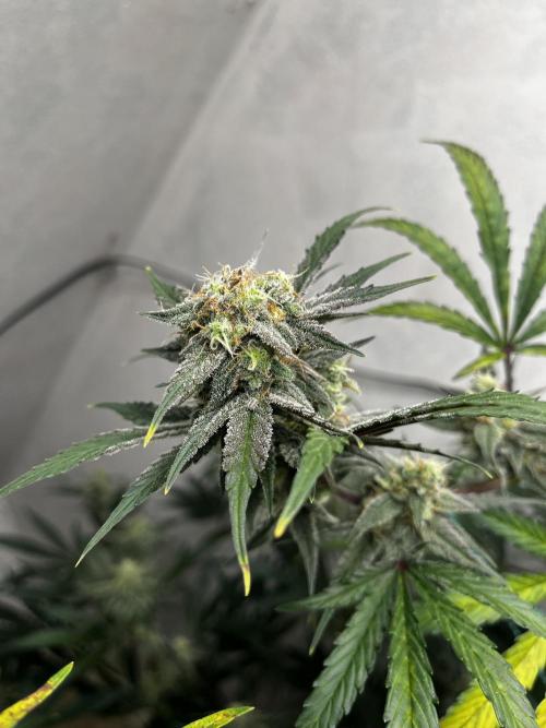 5 Autos 15L | Spider Farmer  SE3000. Week 8