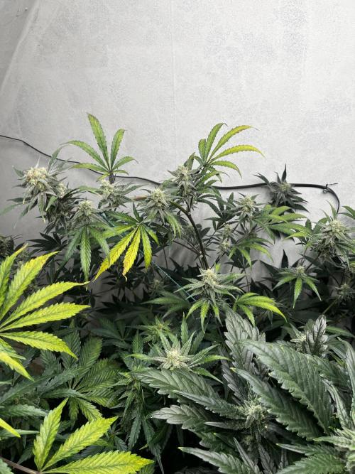 5 Autos 15L | Spider Farmer  SE3000. Week 8