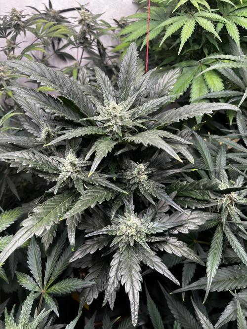 5 Autos 15L | Spider Farmer  SE3000. Week 8