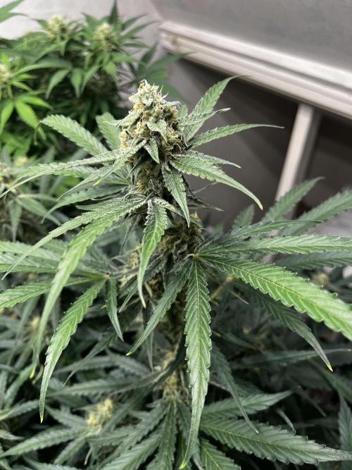 5 Autos 15L | Spider Farmer  SE3000. Week 8