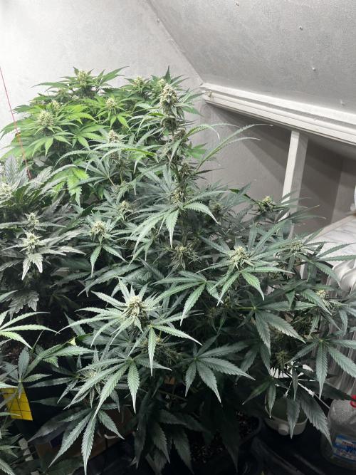 5 Autos 15L | Spider Farmer  SE3000. Week 8