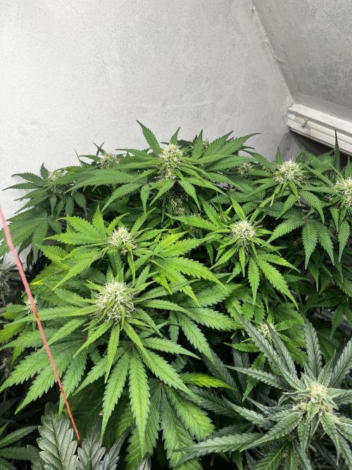 5 Autos 15L | Spider Farmer  SE3000. Week 8