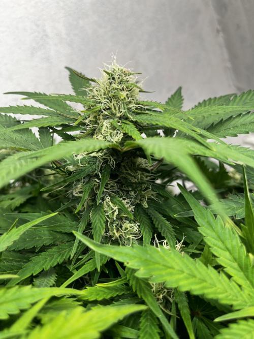 5 Autos 15L | Spider Farmer  SE3000. Week 8