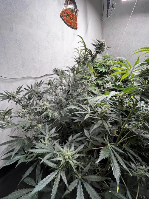 5 Autos 15L | Spider Farmer  SE3000. Week 8