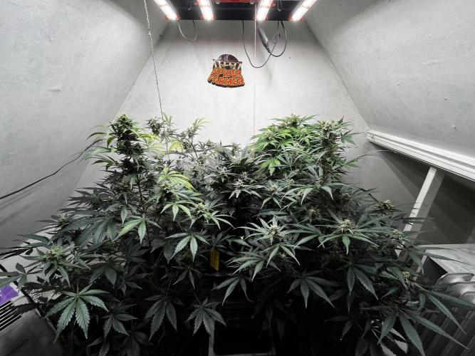 5 Autos 15L | Spider Farmer  SE3000. Week 8