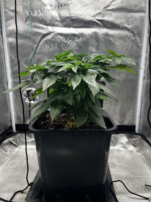 Laughing Buddha | SF1000D | solo run. Week 5