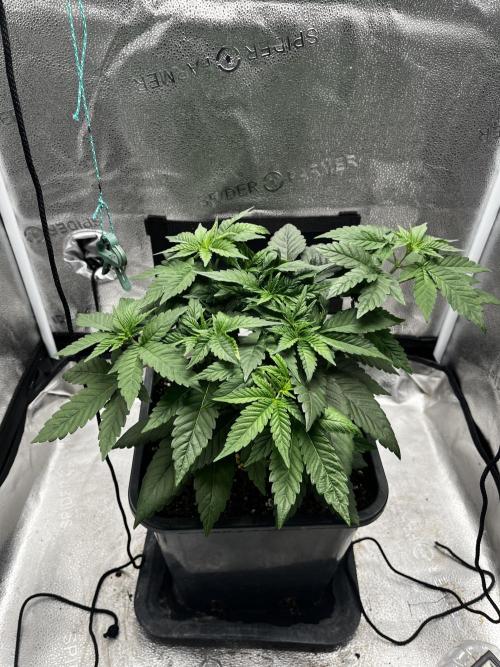 Laughing Buddha | SF1000D | solo run. Week 5