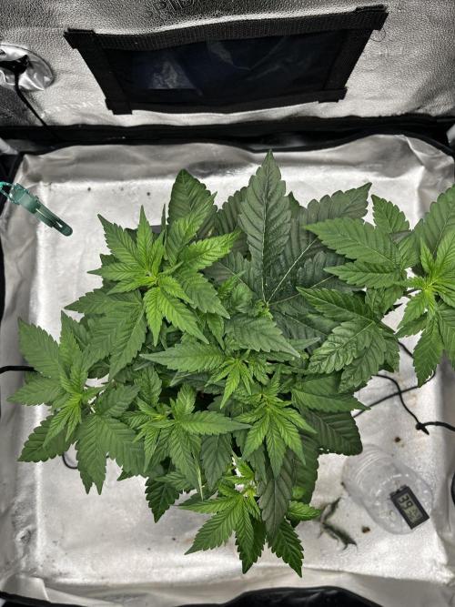 Laughing Buddha | SF1000D | solo run. Week 5