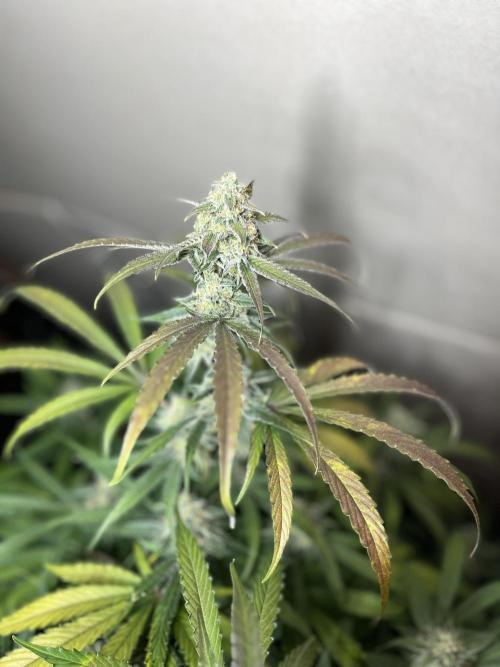 5 Autos 15L | Spider Farmer  SE3000. Week 9