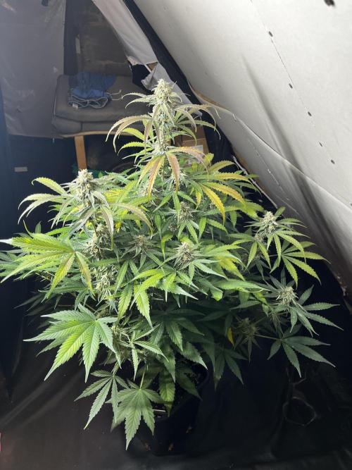 5 Autos 15L | Spider Farmer  SE3000. Week 9