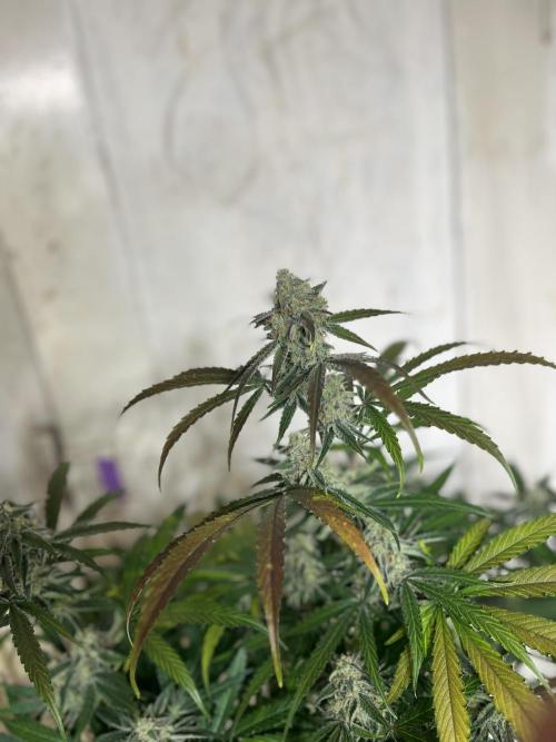 5 Autos 15L | Spider Farmer  SE3000. Week 9