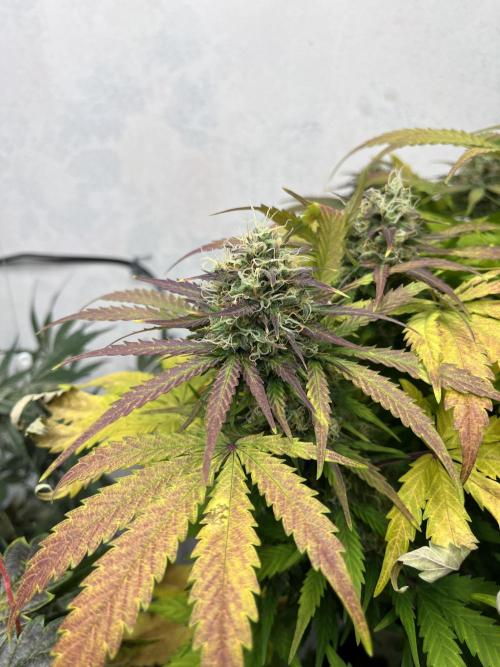 5 Autos 15L | Spider Farmer  SE3000. Week 9